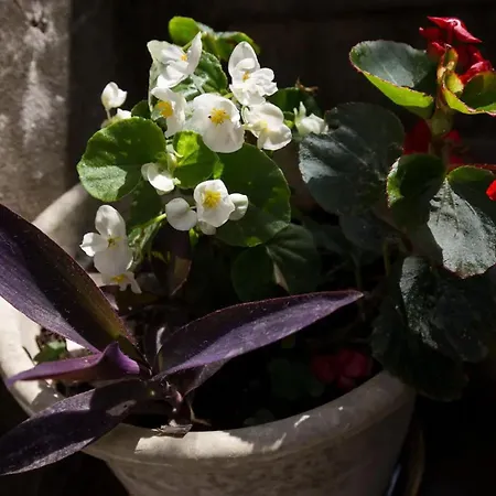 Appartamento Ivancica Ragusa