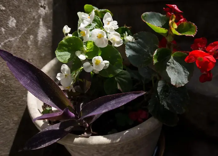 Ivancica Lejlighed *