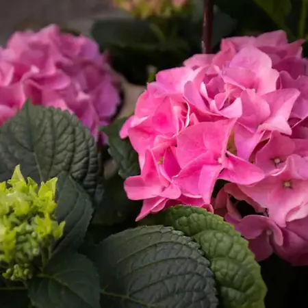 Ivancica * ドゥブロブニク